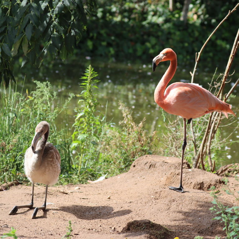 Caribbean Flamingo chick