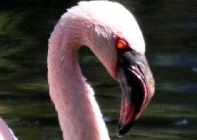 Lesser Flamingo