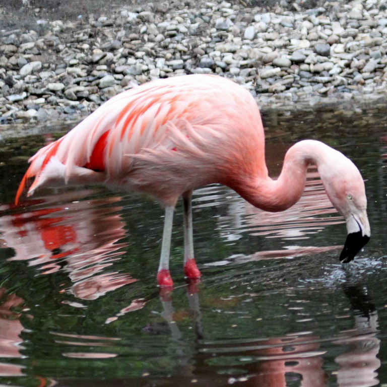 Chilean Flamingo