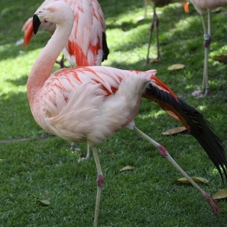 Chilean Flamingo