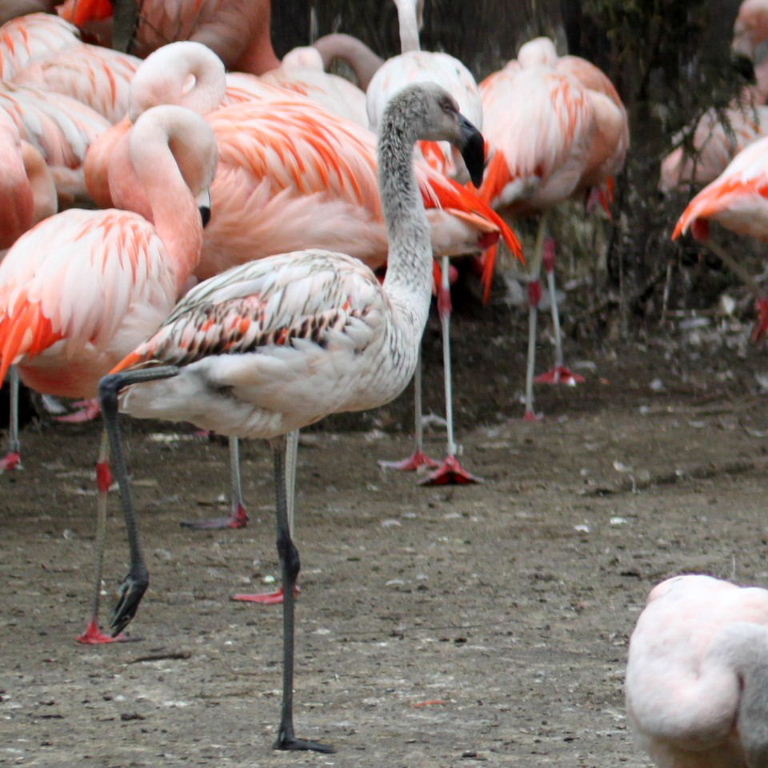 Chilean Flamingo juvenile