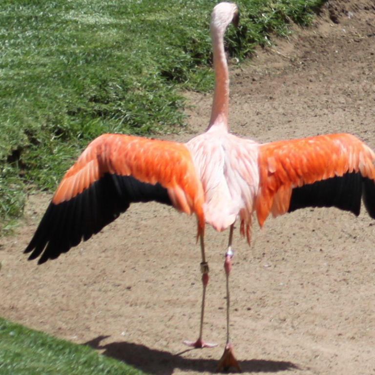 Chilean Flamingo wings