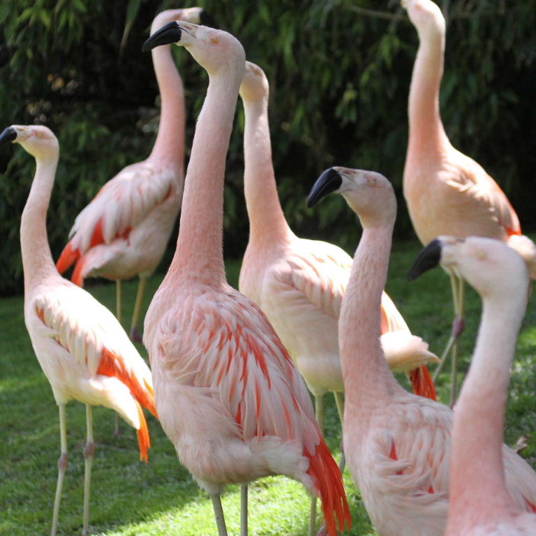 Chilean Flamingoes