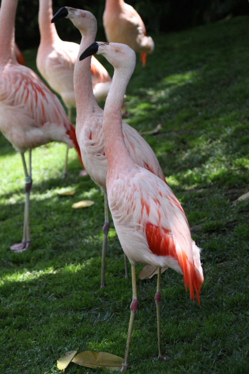 Chilean Flamingos