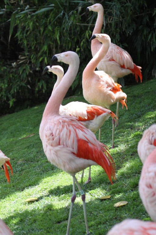 Chilean Flamingos