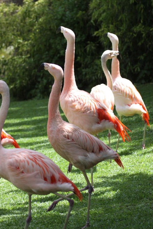 Chilean Flamingos