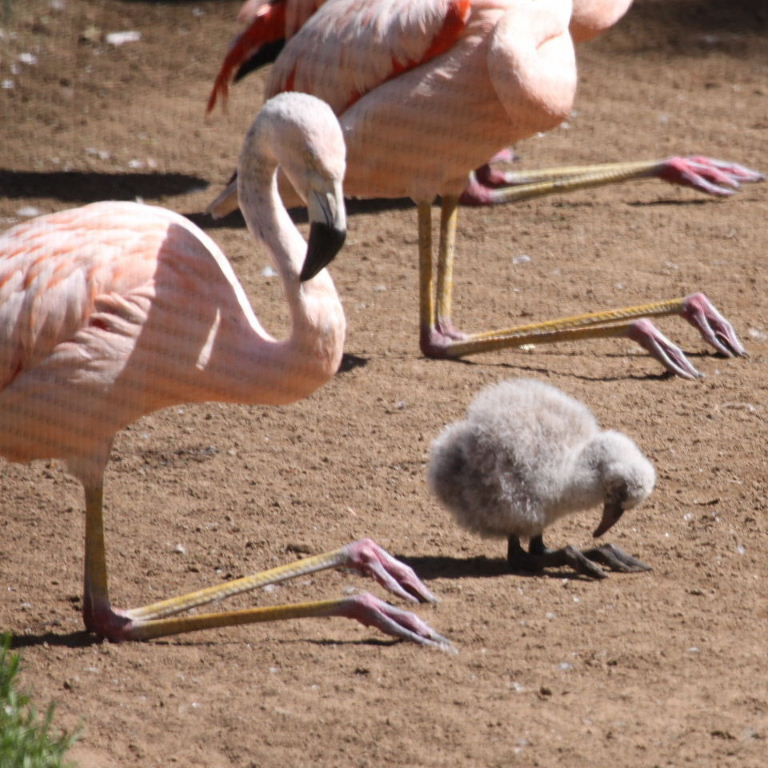 Chilean Flamingo juvenile