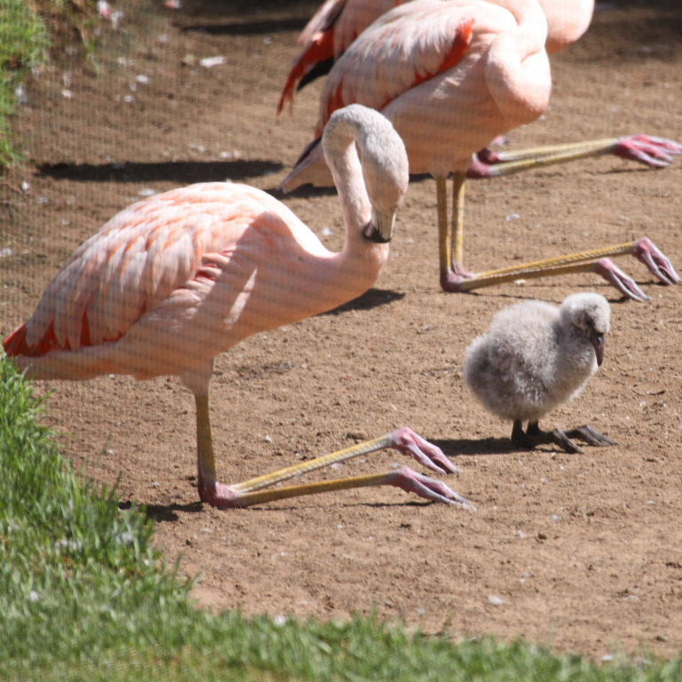 Chilean Flamingo juvenile