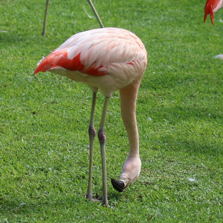 Chilean Flamingo