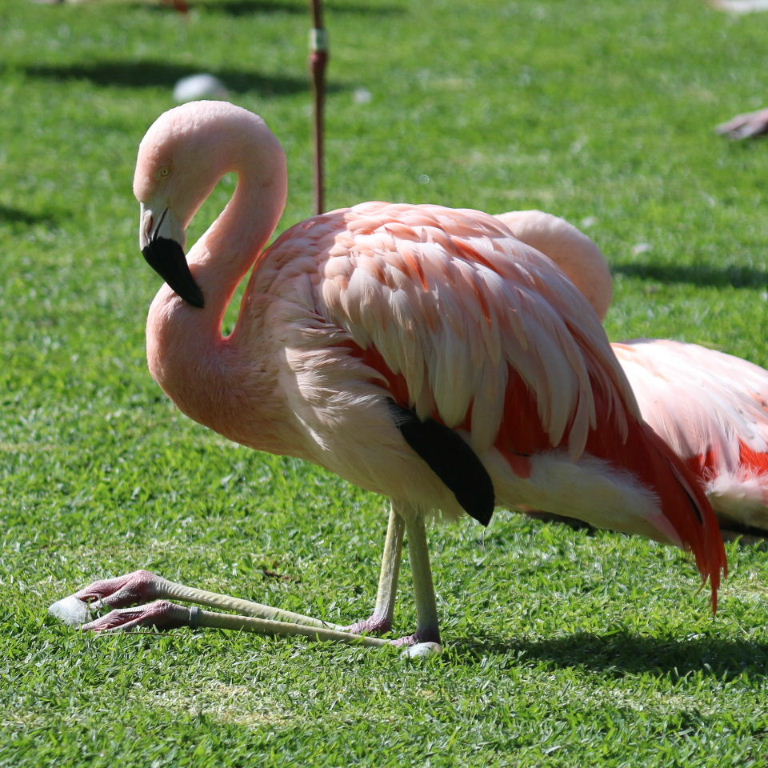 Chilean Flamingo