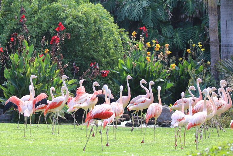 Chilean Flamingo