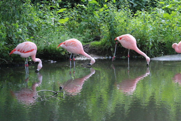 Chilean Flamingo