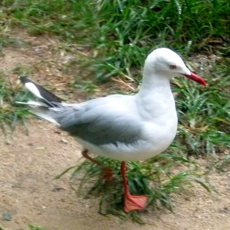 Grey-headed Gull