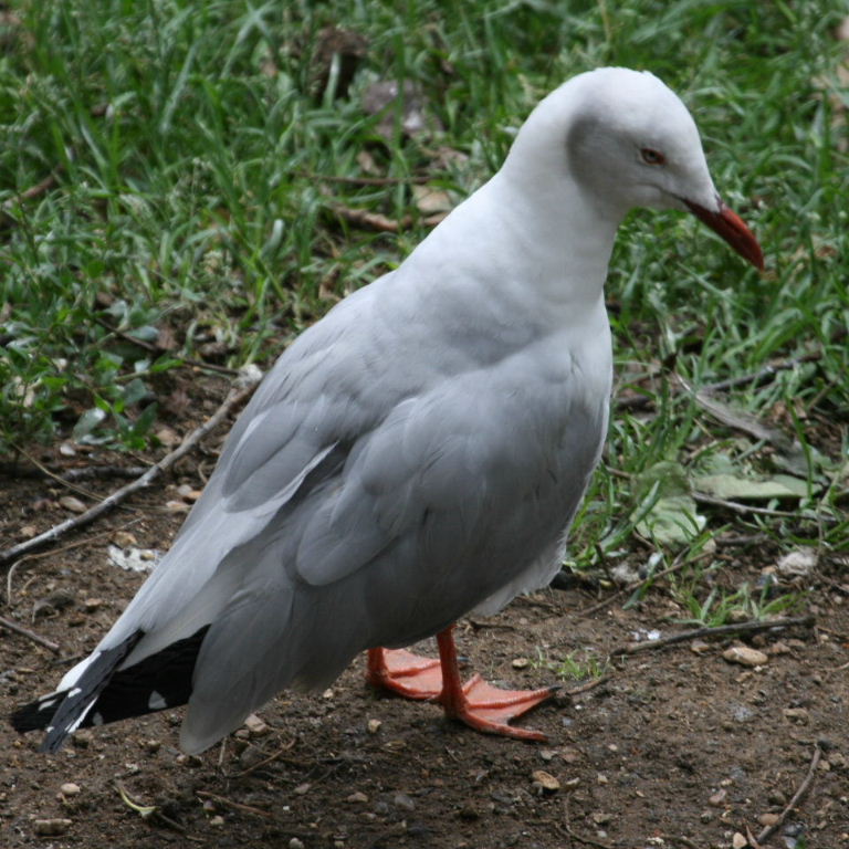 Grey-headed Gull