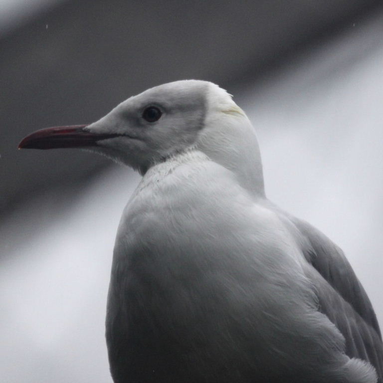Grey-headed Gull
