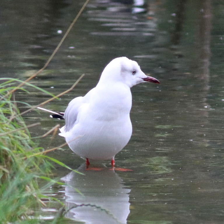 Grey-headed Gull