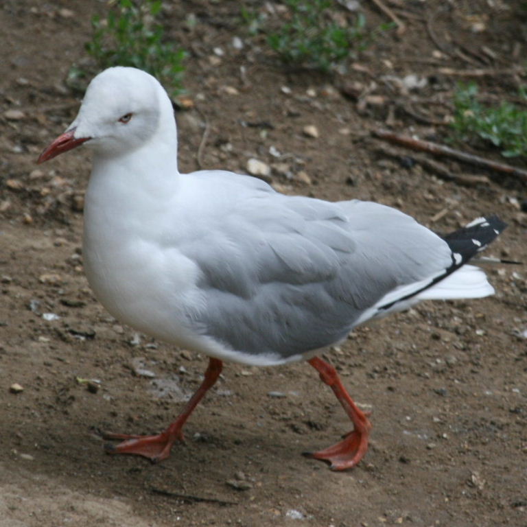 Grey-headed Gull