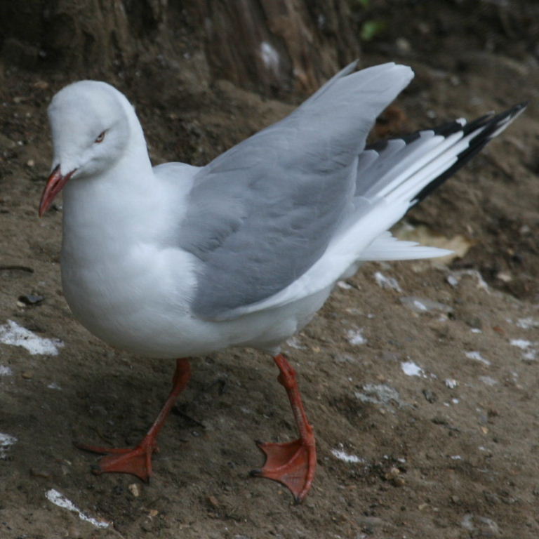Grey-headed Gull