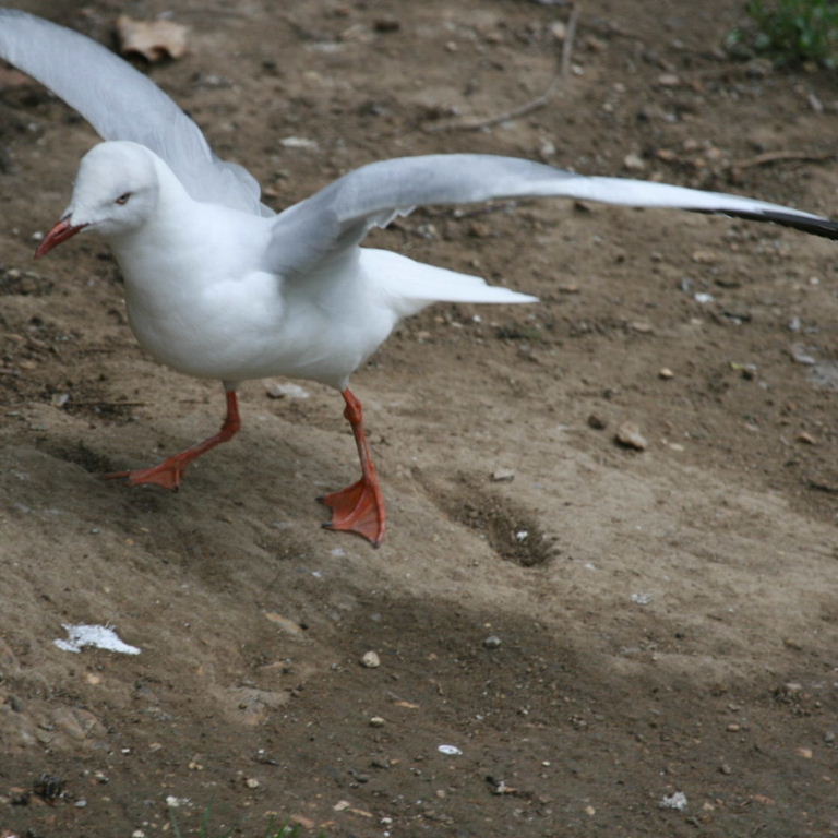 Grey-headed Gull