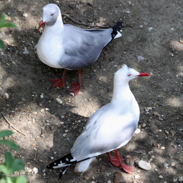 Grey-headed Gulls
