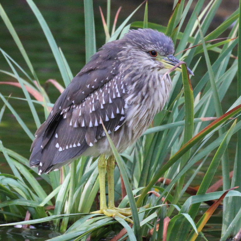 juvenile Black-crowned Night Heron