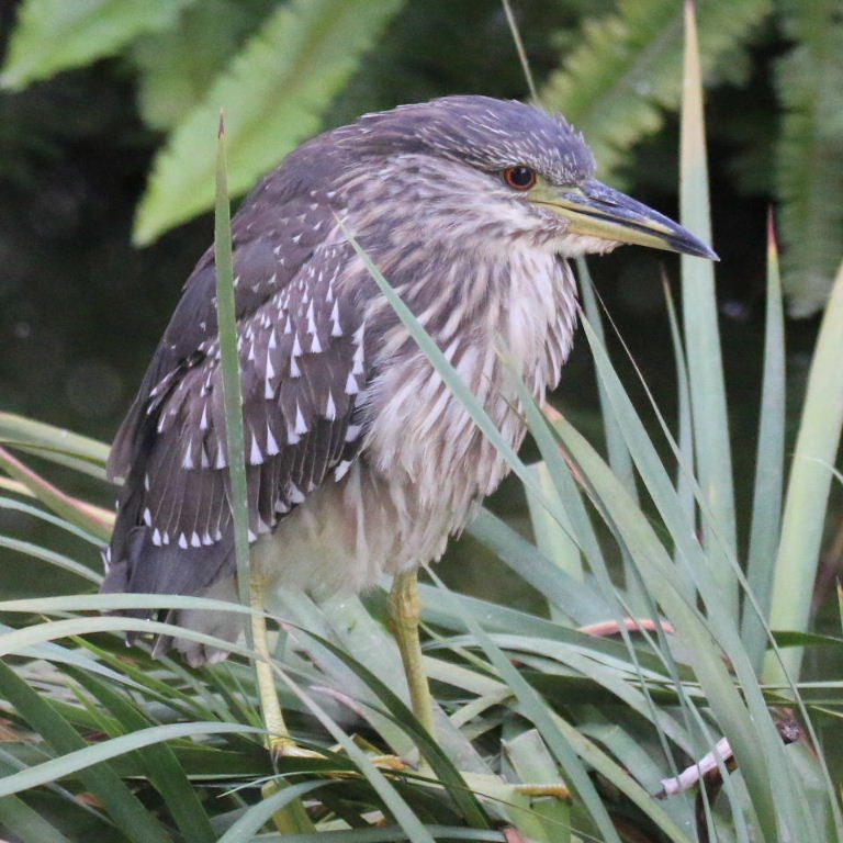 juvenile Black-crowned Night Heron