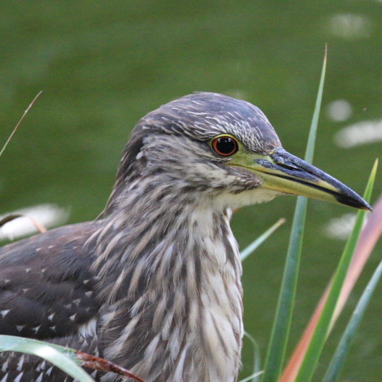 juvenile Black-crowned Night Heron