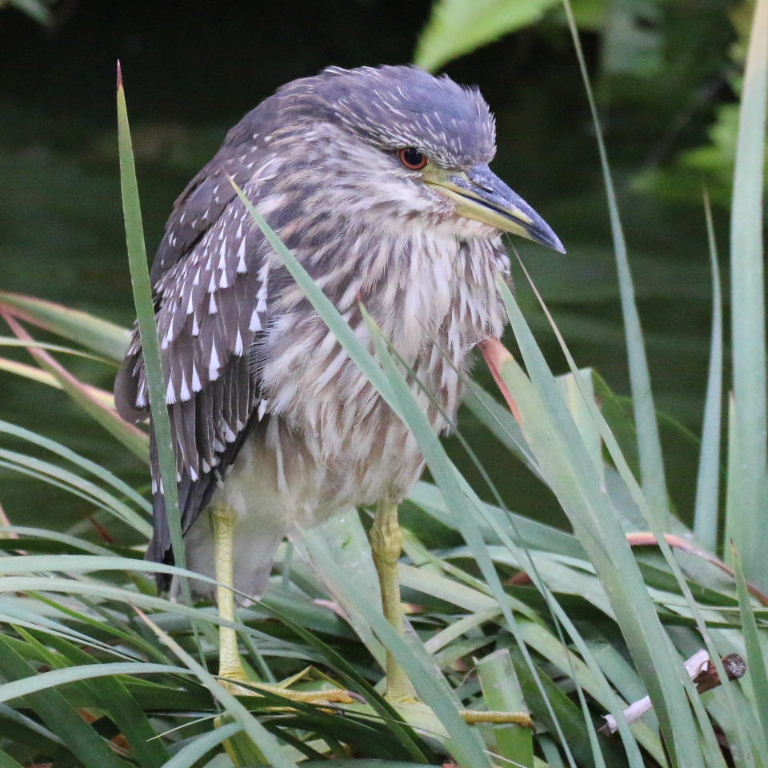 Black-crowned Night Heron