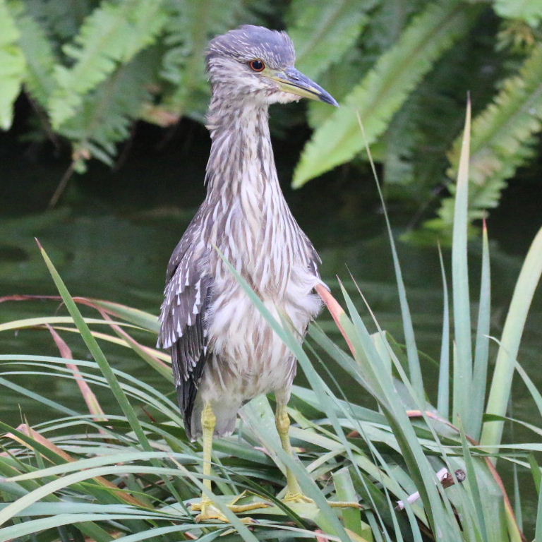 Black-crowned Night Heron