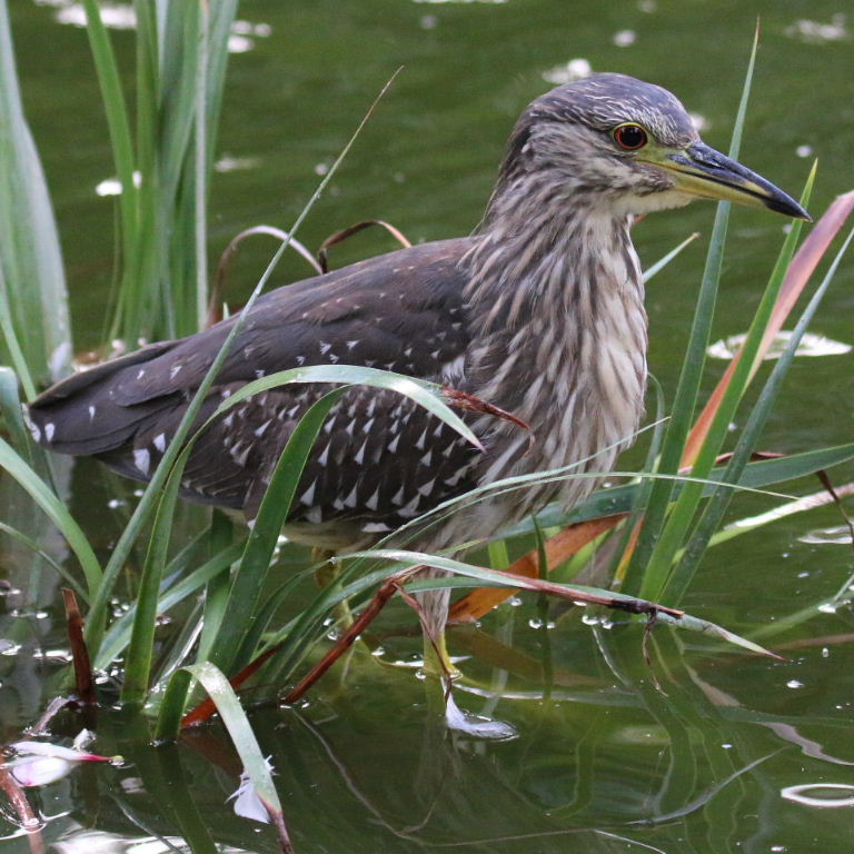 Black-crowned Night Heron