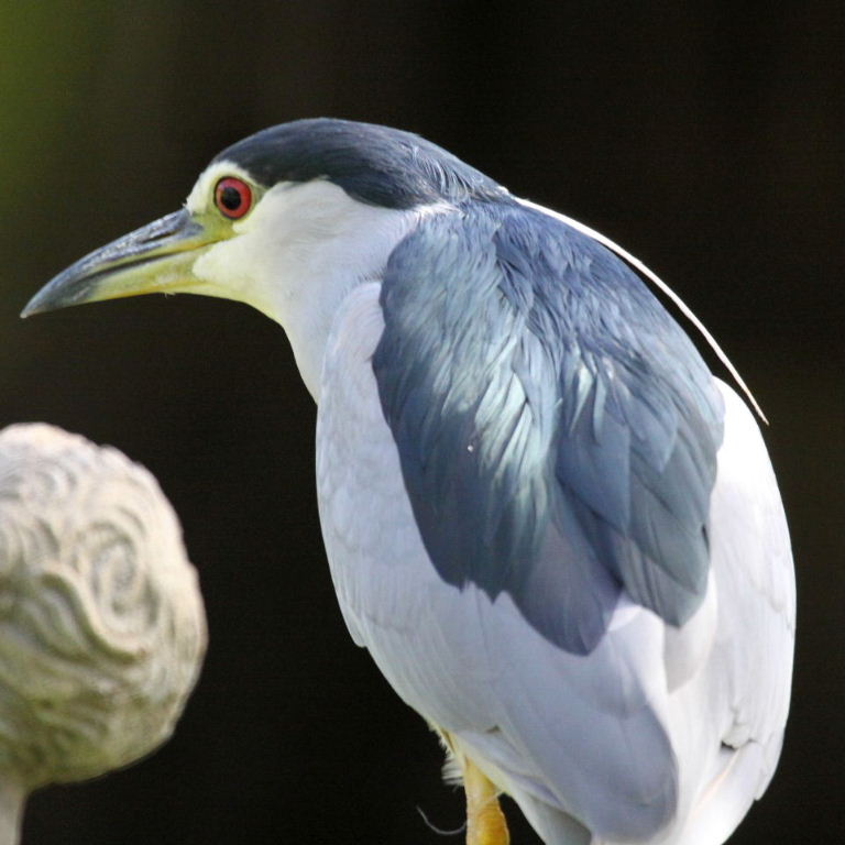 Black-crowned Night Heron