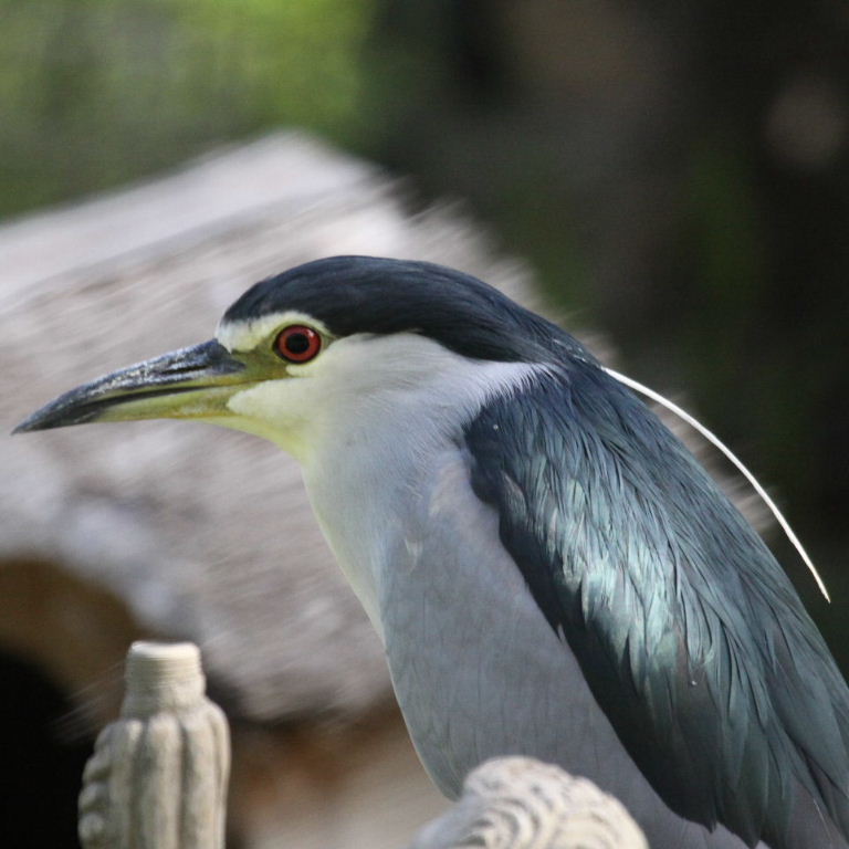 Black-crowned Night Heron