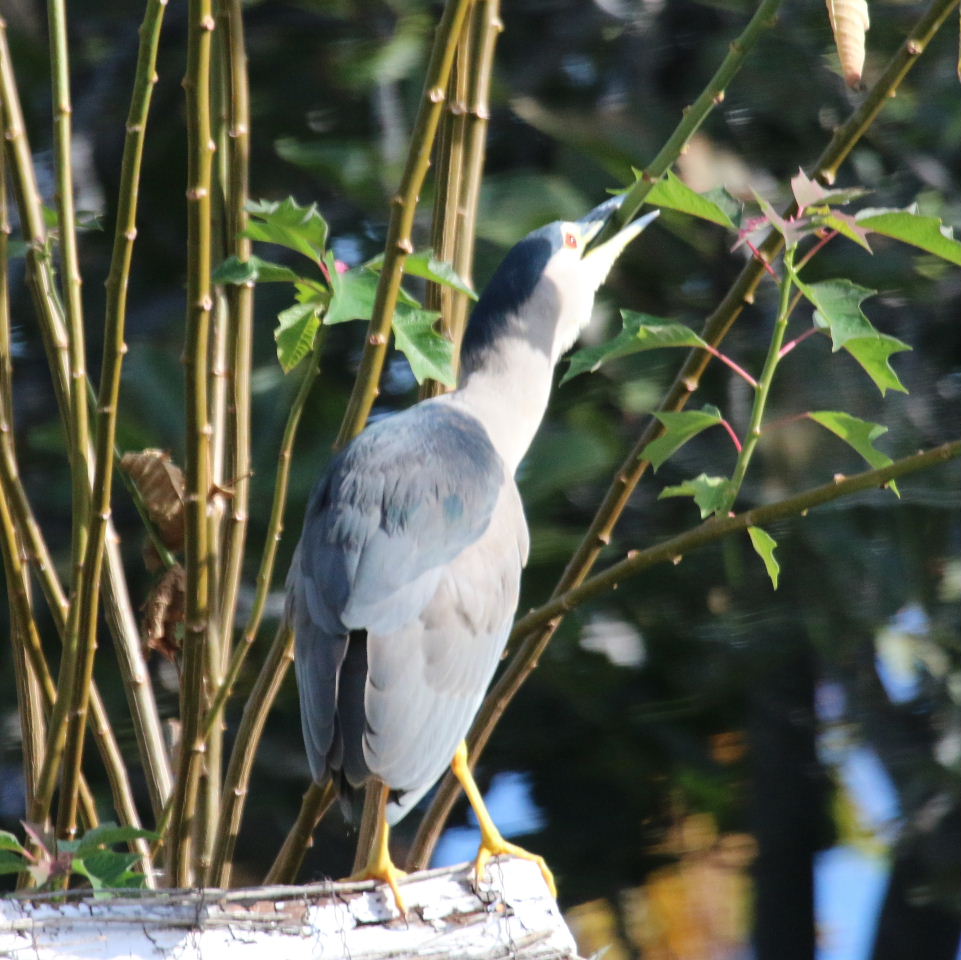 Black-crowned Night Heron gathering nesting