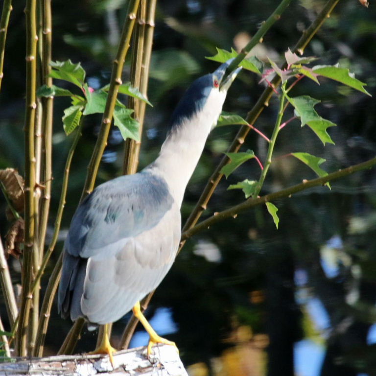 Black-crowned Night Heron with stick