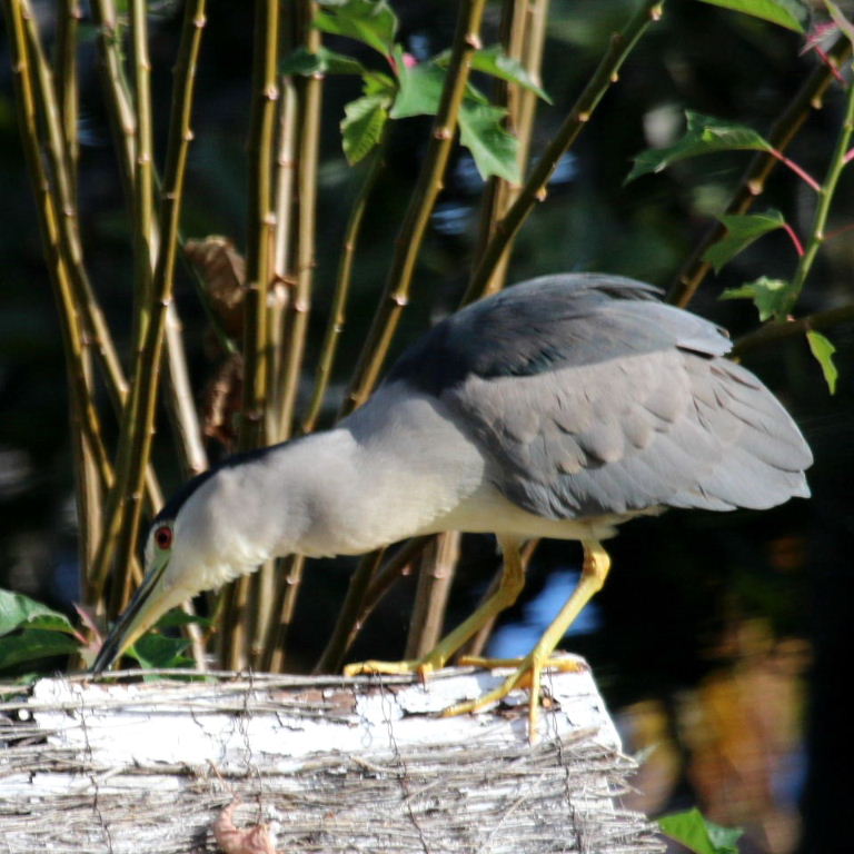 Black-crowned Night Heron gathering nesting