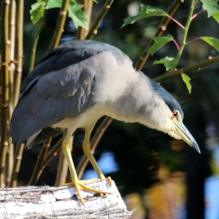 Black-crowned Night Heron