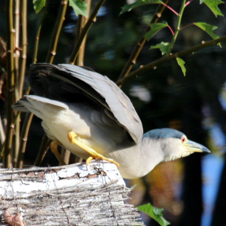 Black-crowned Night Heron taking off