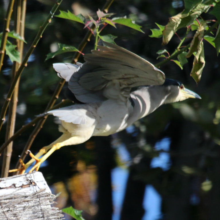 Black-crowned Night Heron taking off