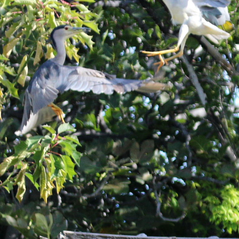 Black-crowned Night Herons fight
