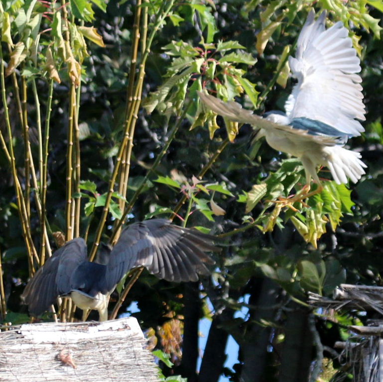Black-crowned Night Herons fighting