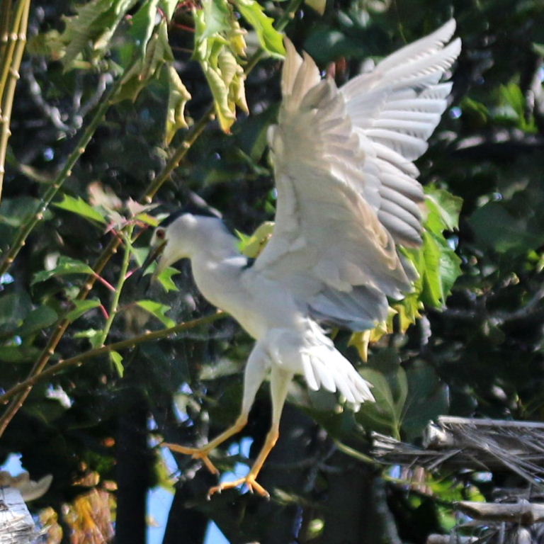 Black-crowned Night Heron