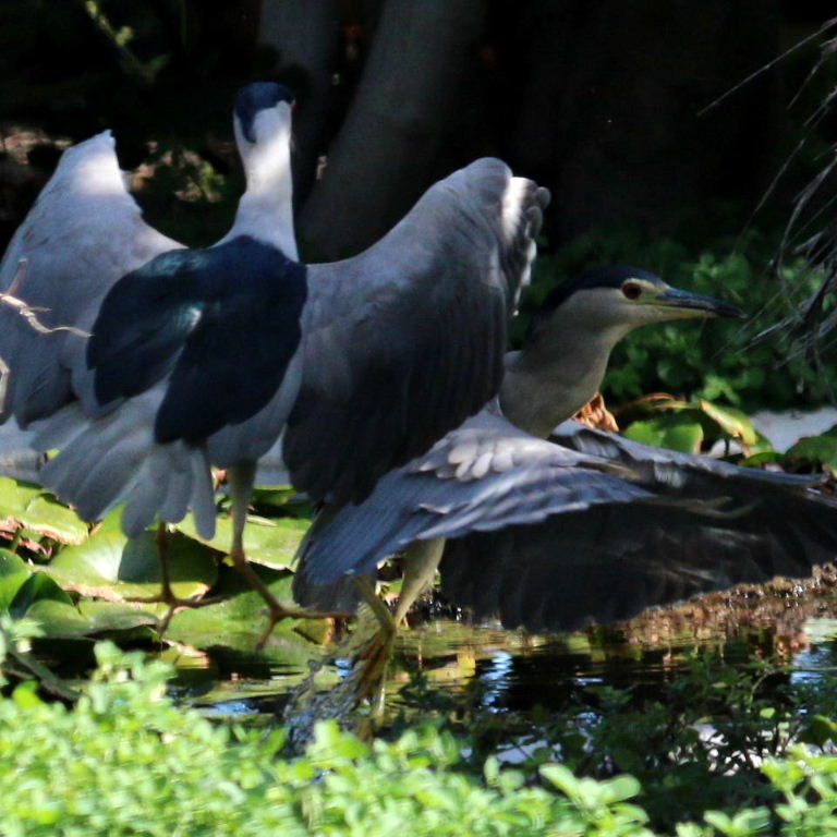 Black-crowned Night Herons