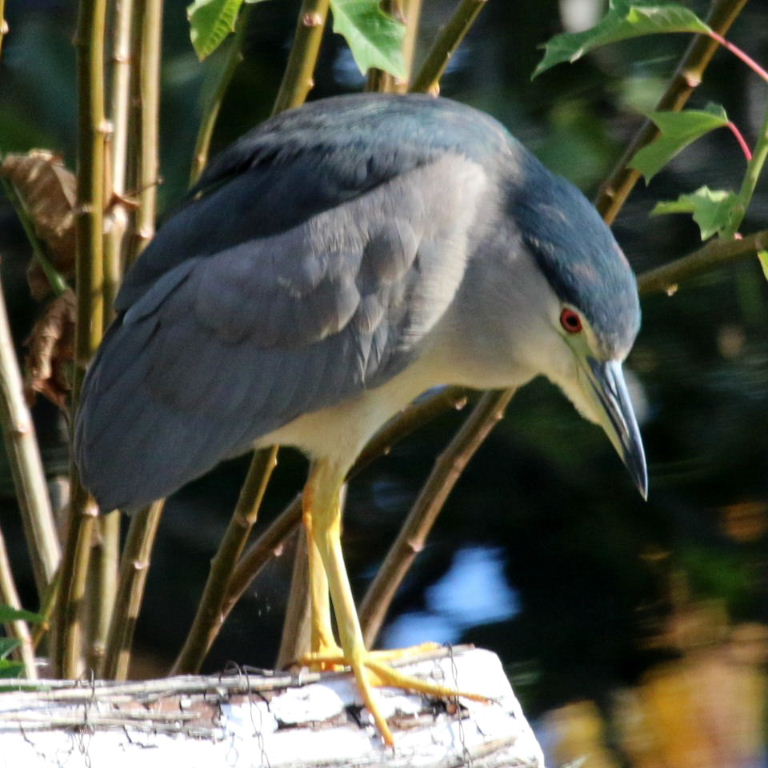Black-crowned Night Heron