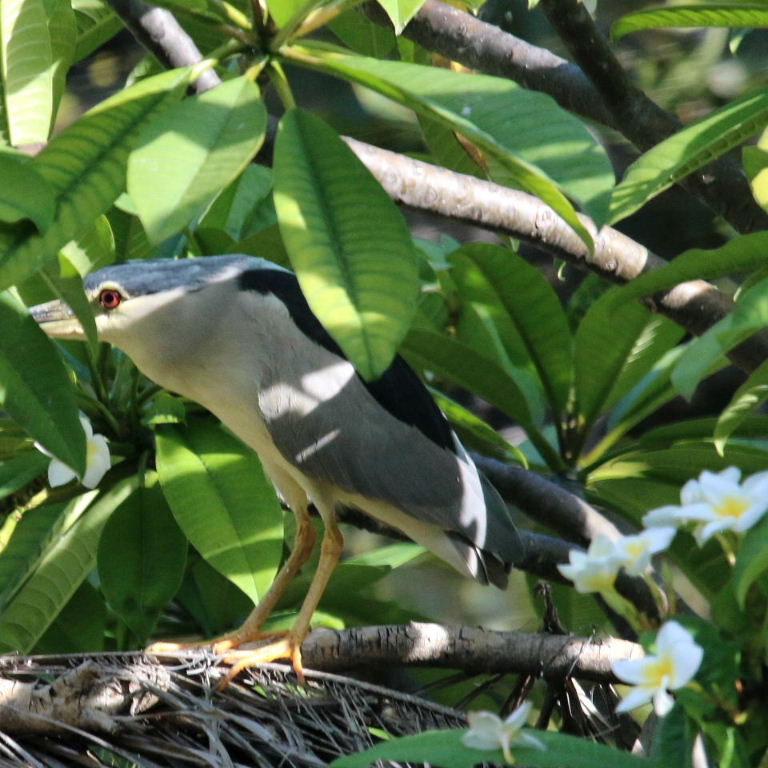 Black-crowned Night Heron in frangipan tree