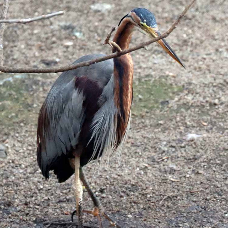 Purple Heron