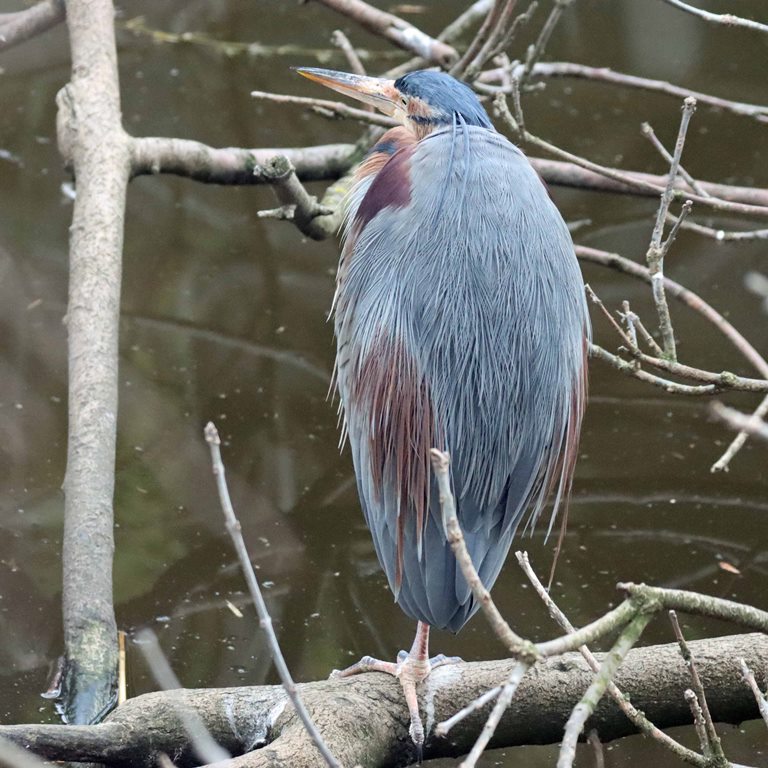 Purple Heron