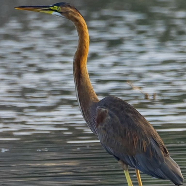 Purple Heron
