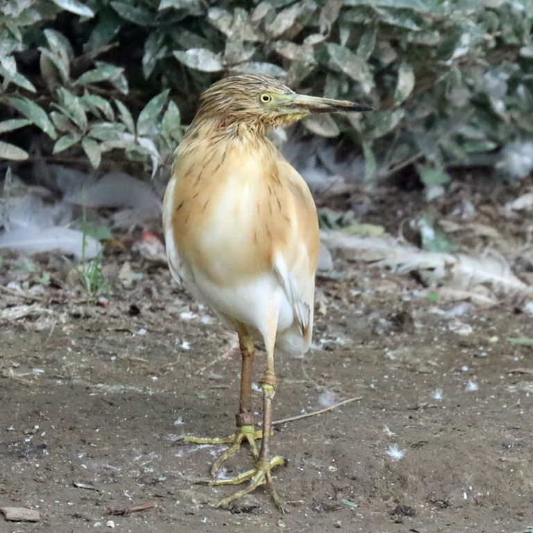 Squacco Heron