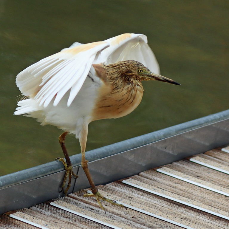 Squacco Heron