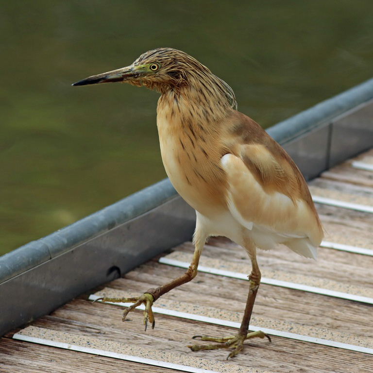 Squacco Heron